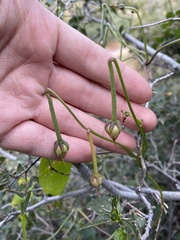 Ipomoea cardiophylla