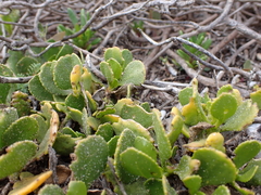 Scaevola crassifolia