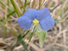 Commelina erecta