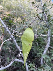 Ipomoea cardiophylla