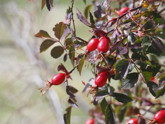 Rosa canina