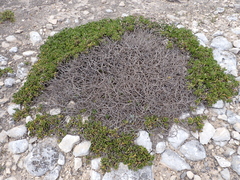 Scaevola crassifolia