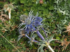 Eryngium bourgatii