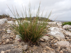 Austrostipa stipoides