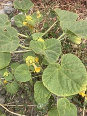Ibicella lutea