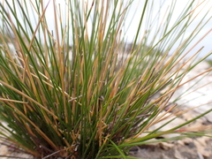 Austrostipa stipoides