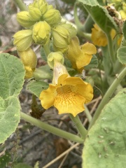 Ibicella lutea