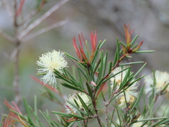 Melaleuca nodosa