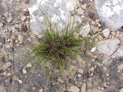 Austrostipa stipoides