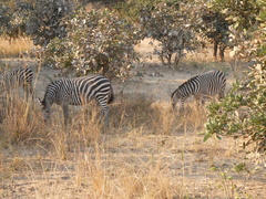 Equus quagga crawshayi