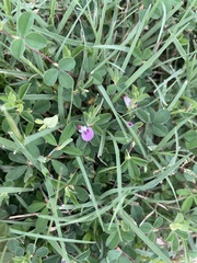 Kummerowia stipulacea