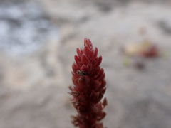 Crassula colligata
