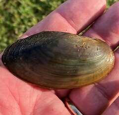 Utterbackia imbecillis