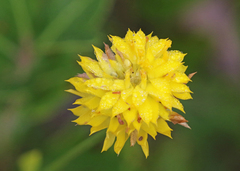 Polygala rugelii