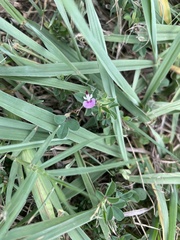 Kummerowia stipulacea