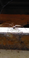 Nephila cornuta