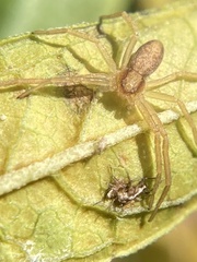Philodromus