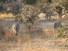 Equus quagga crawshayi