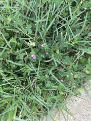 Kummerowia stipulacea