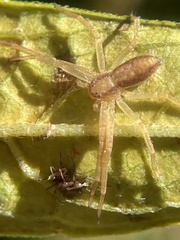 Philodromus
