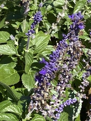 Salvia