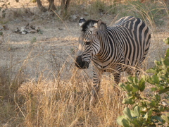 Equus quagga crawshayi