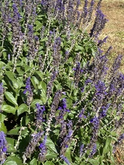 Salvia