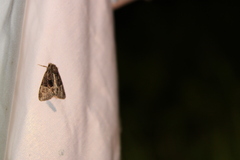 Chytonix