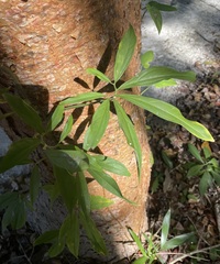 Syngonium