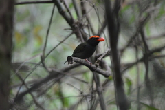 Chiroxiphia caudata
