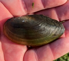 Utterbackia imbecillis