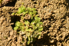 Riccia cavernosa
