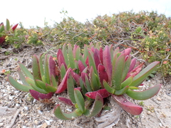 Carpobrotus rossii
