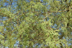 Vachellia farnesiana