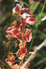 Ribes oxyacanthoides