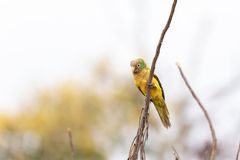 Eupsittula cactorum