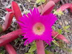 Carpobrotus rossii
