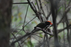 Chiroxiphia caudata