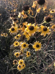 Helianthus angustifolius