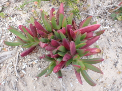 Carpobrotus rossii
