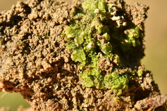 Riccia cavernosa