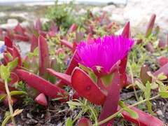 Carpobrotus rossii