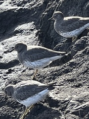 Calidris virgata