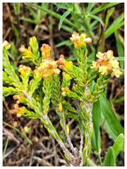 Passerina corymbosa