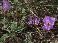 Agalinis strictifolia