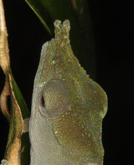 Calumma furcifer