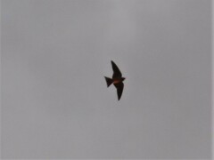Hirundo rustica
