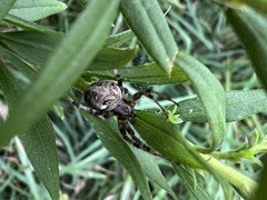 Neoscona arabesca