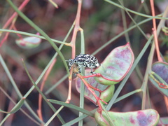 Chrysolopus spectabilis