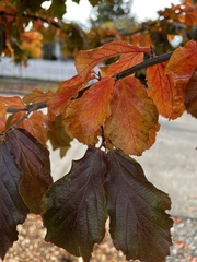 Parrotia